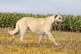 IRISH WOLFHOUND 095